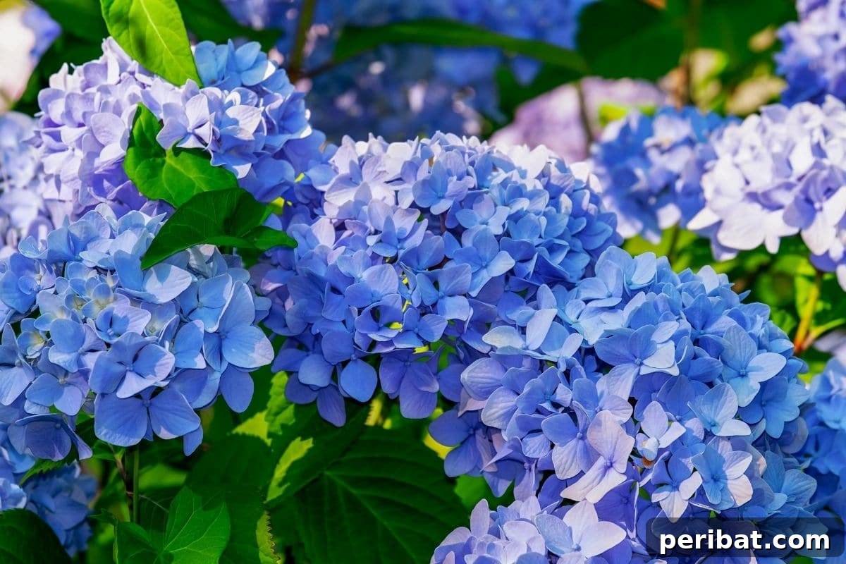 Become a Hydrangea Color Alchemist 5 beautiful blue hydrangeas in the garden during summer under the sunlight
