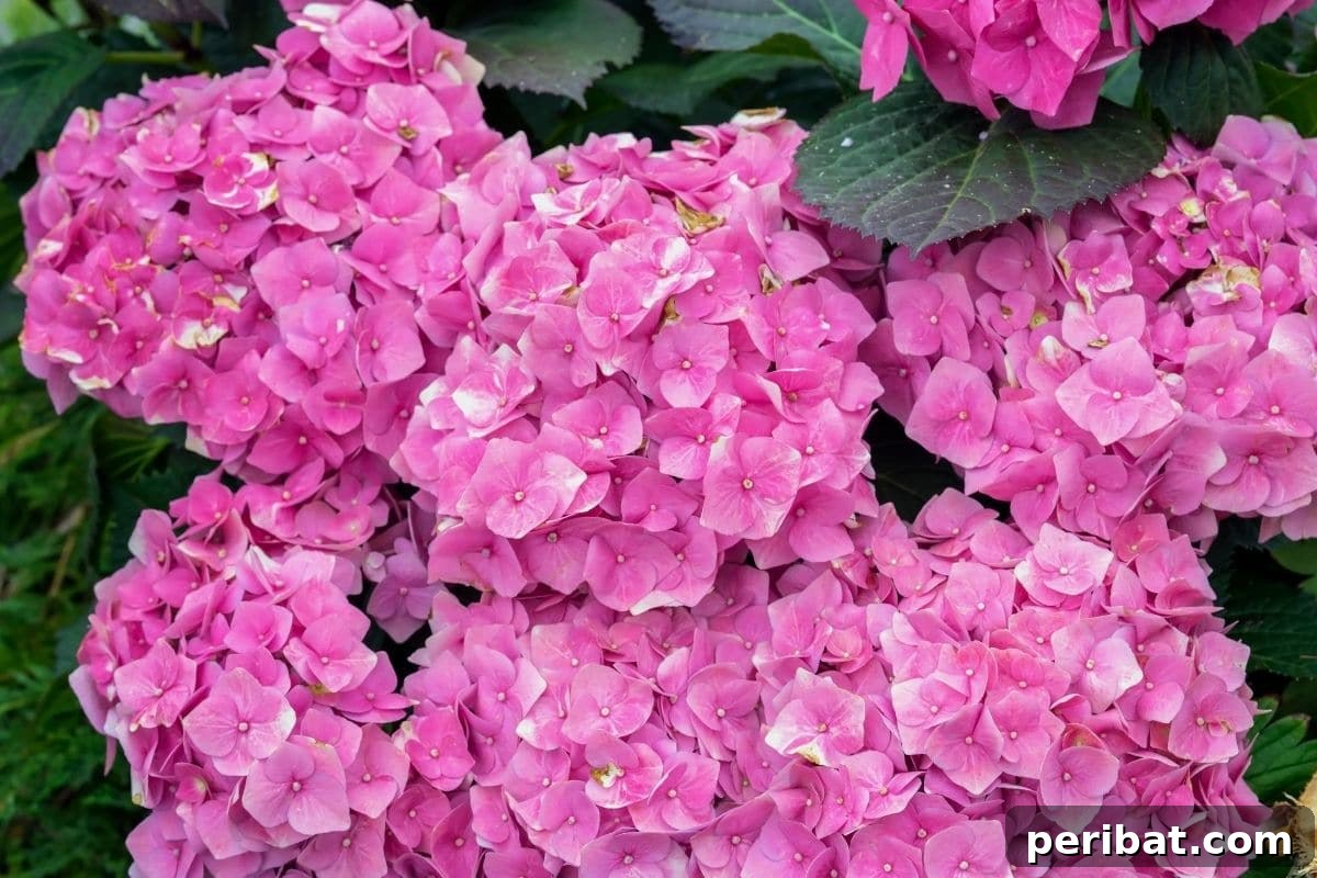 Become a Hydrangea Color Alchemist 6 Pink Hydrangeas blooming in the garden in summer