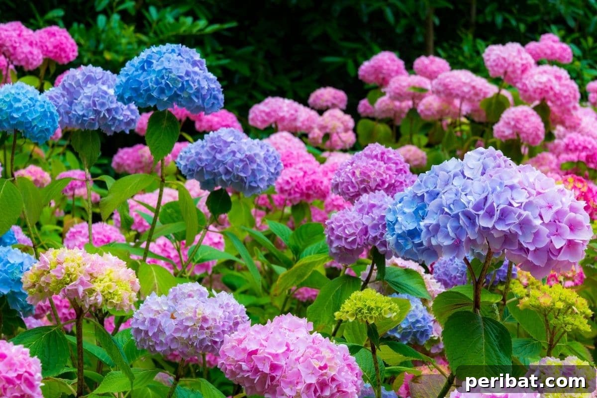 Become a Hydrangea Color Alchemist 8 field of blue and pink hydrangeas blooming during summer