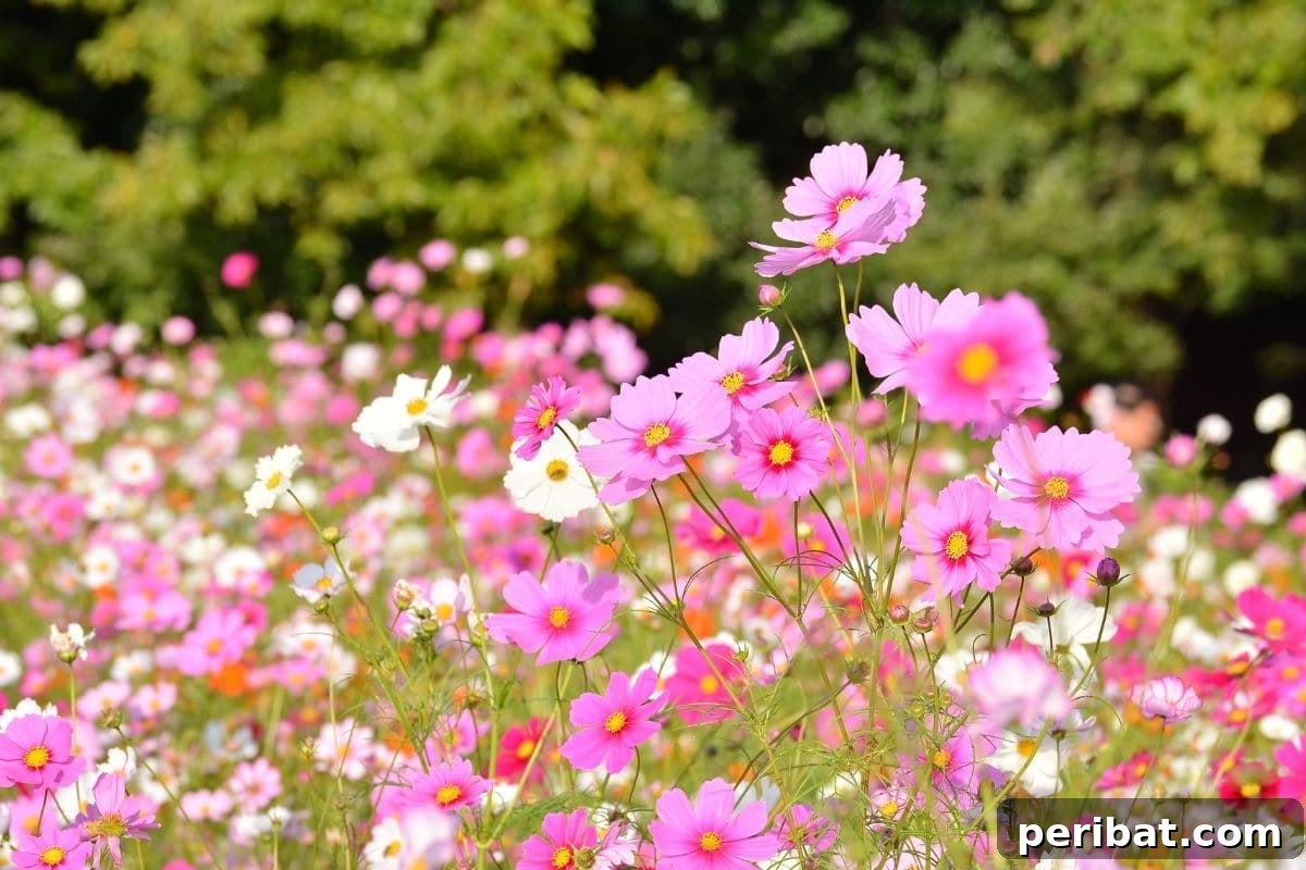 Effortless Blooms for Every Gardener 2 cosmos flowers blooming in the garden with trees at the back