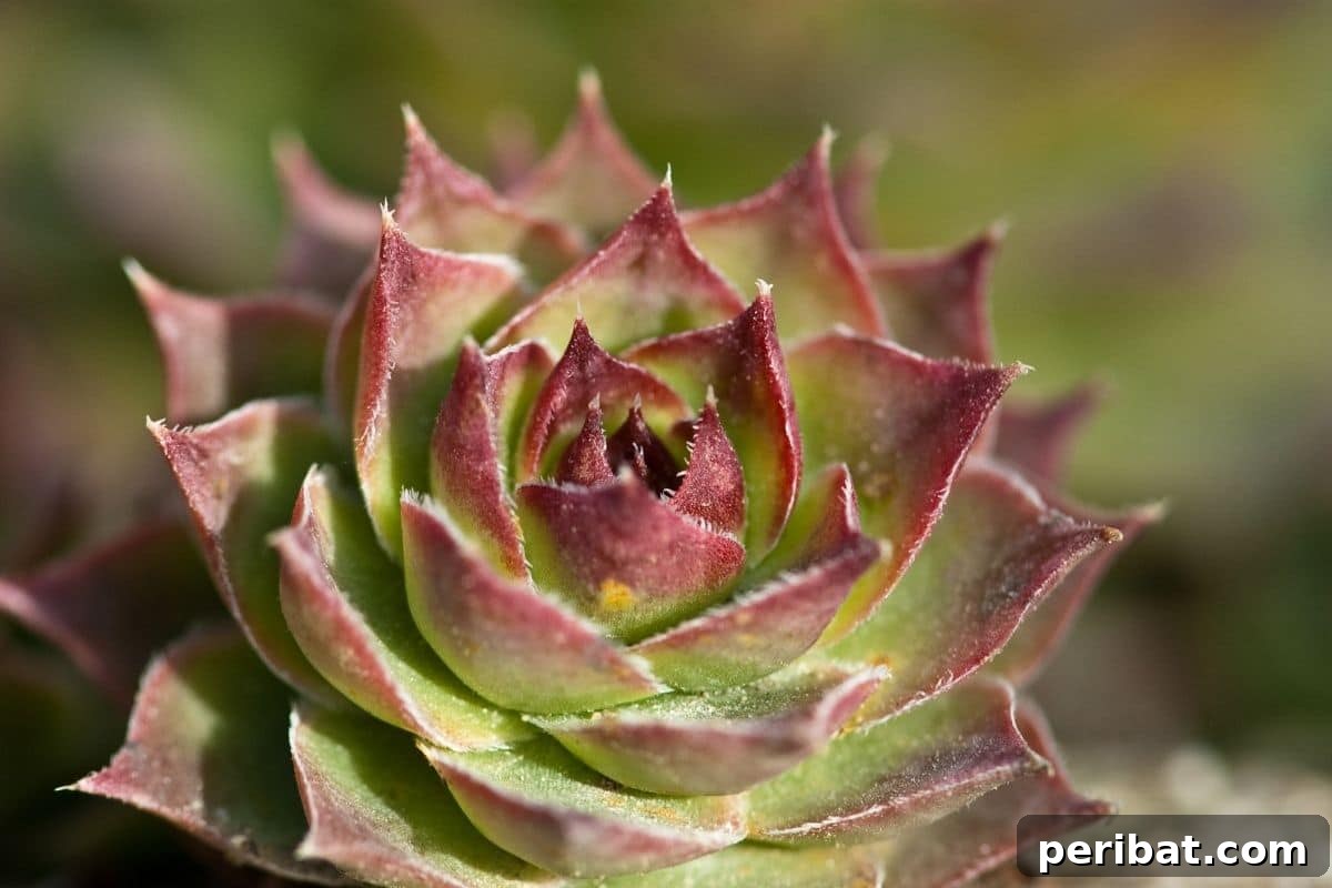 Effortless Blooms for Every Gardener 11 hens and chicks succulents outdoors