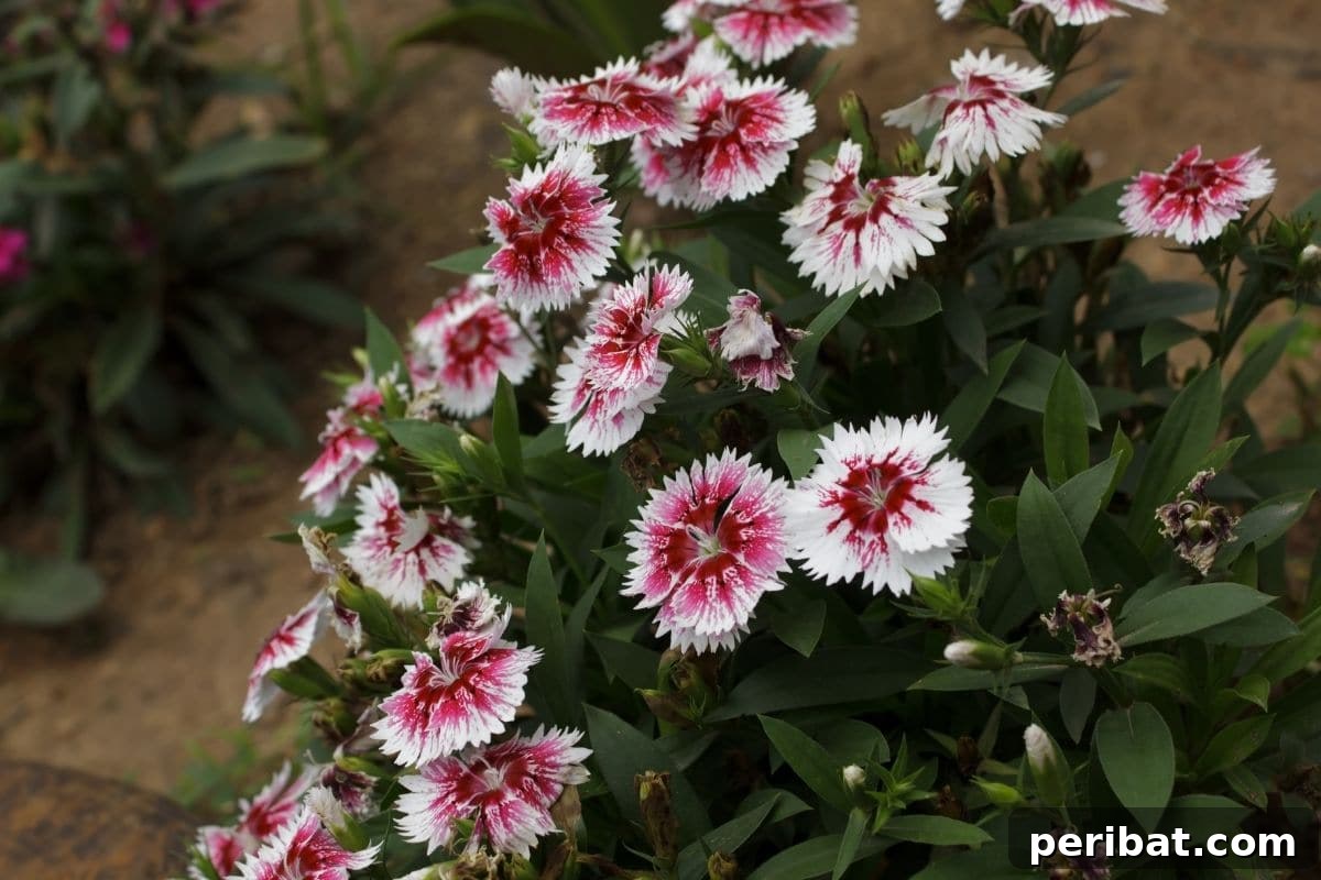 Effortless Blooms for Every Gardener 12 Dianthus growing in the garden by the hallway