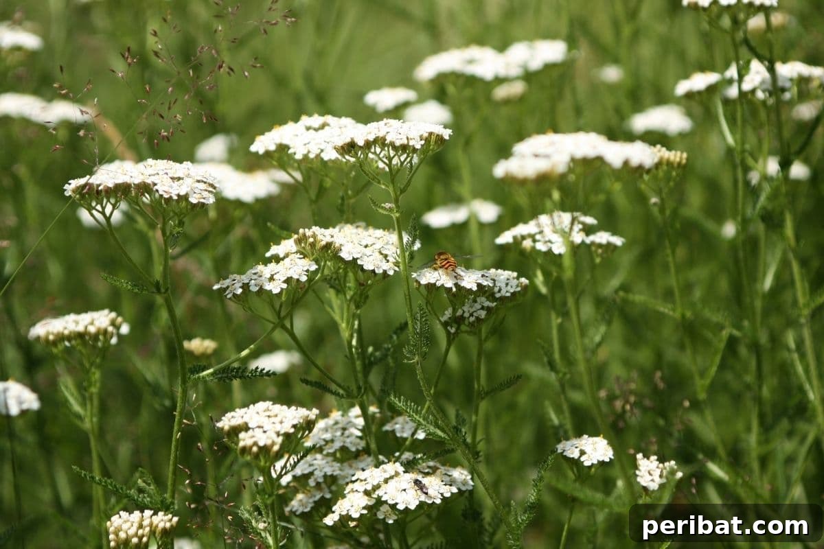Effortless Blooms for Every Gardener 13 white yarrow flowers in the garden