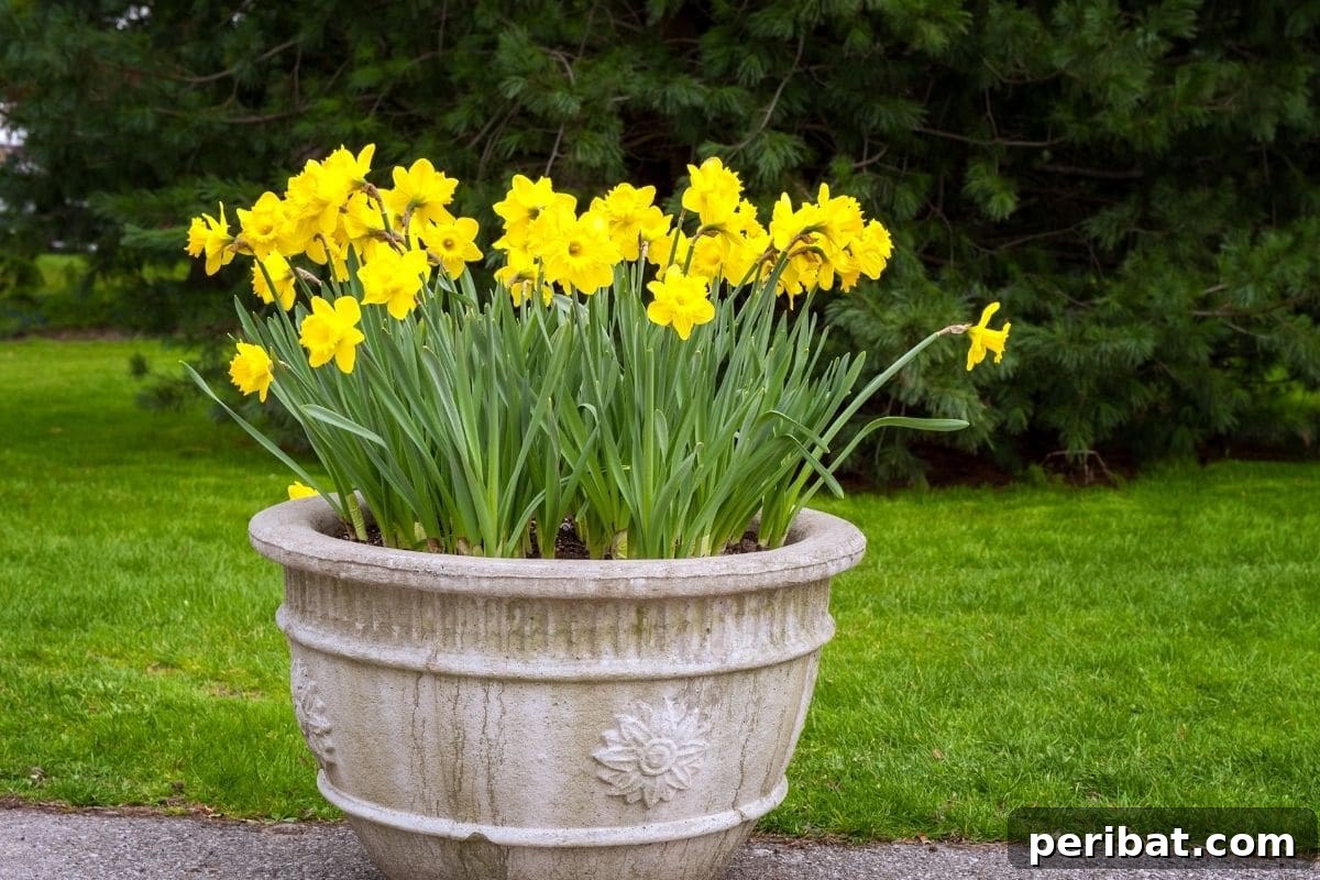Effortless Blooms for Every Gardener 14 dwarf daffodils with yellow flowers in a pot outdoors