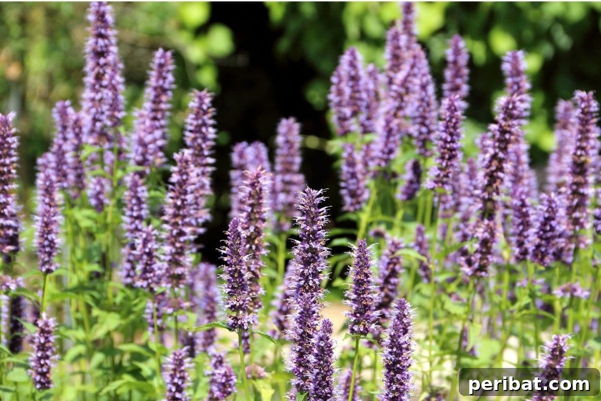 Effortless Blooms for Every Gardener 15 purple agastache in the garden