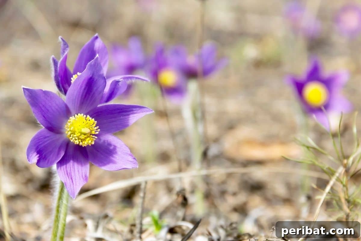 Effortless Blooms for Every Gardener 16 purple pasque flower outdoors