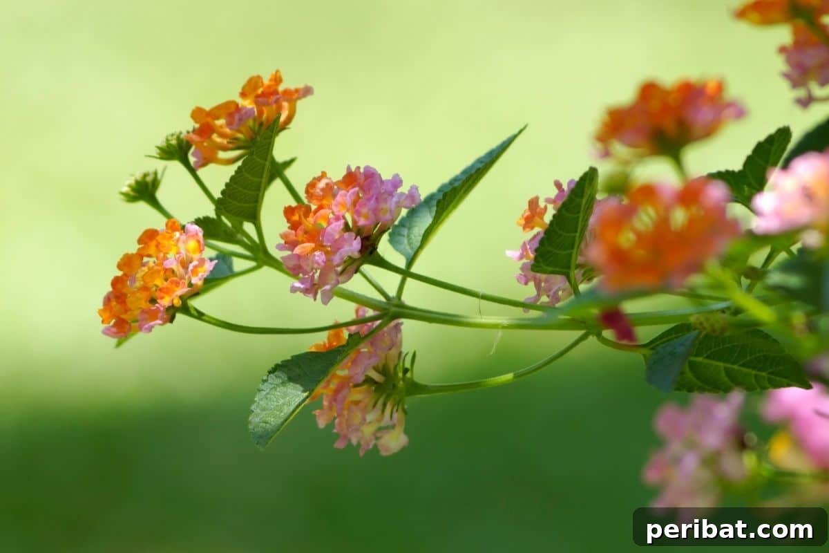 Effortless Blooms for Every Gardener 18 Lantana in a shady part of the lawn