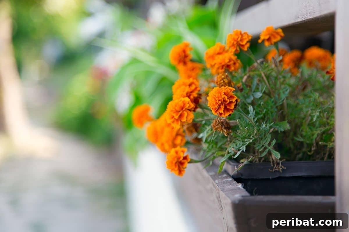 Effortless Blooms for Every Gardener 19 marigold flowers in pot placed by the hallway in the garden