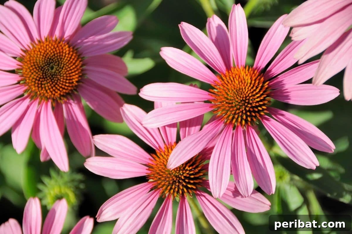 Effortless Blooms for Every Gardener 20 Pink Coneflower under the sun during summer in the garden