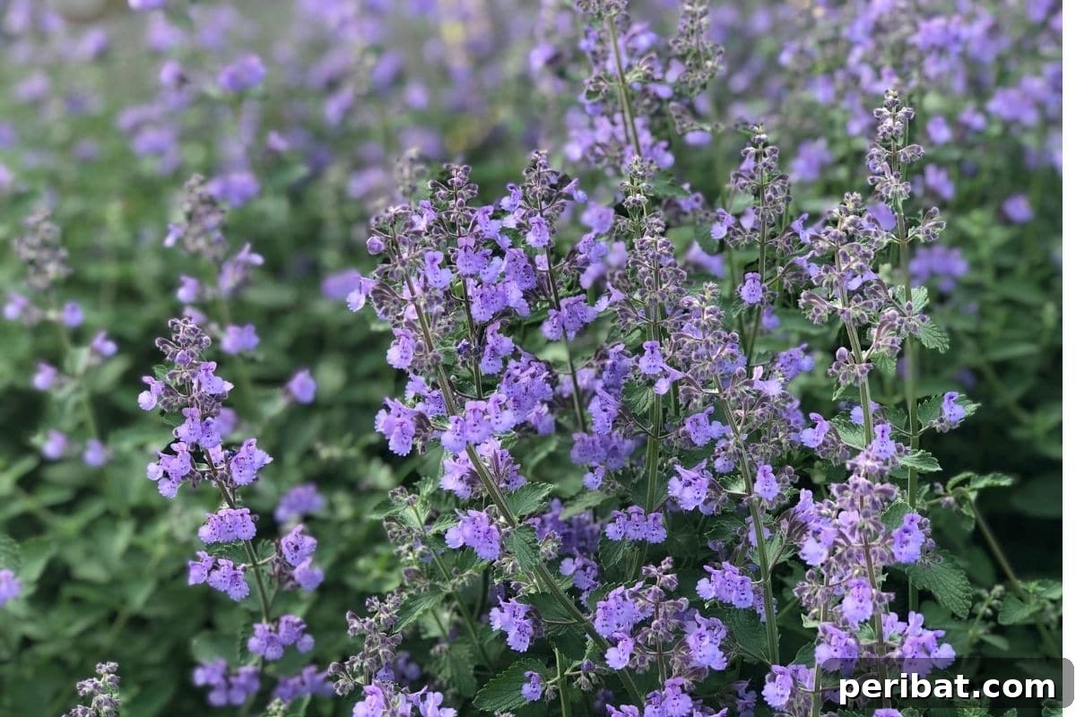 Effortless Blooms for Every Gardener 3 Russian Sage field blooming in summer