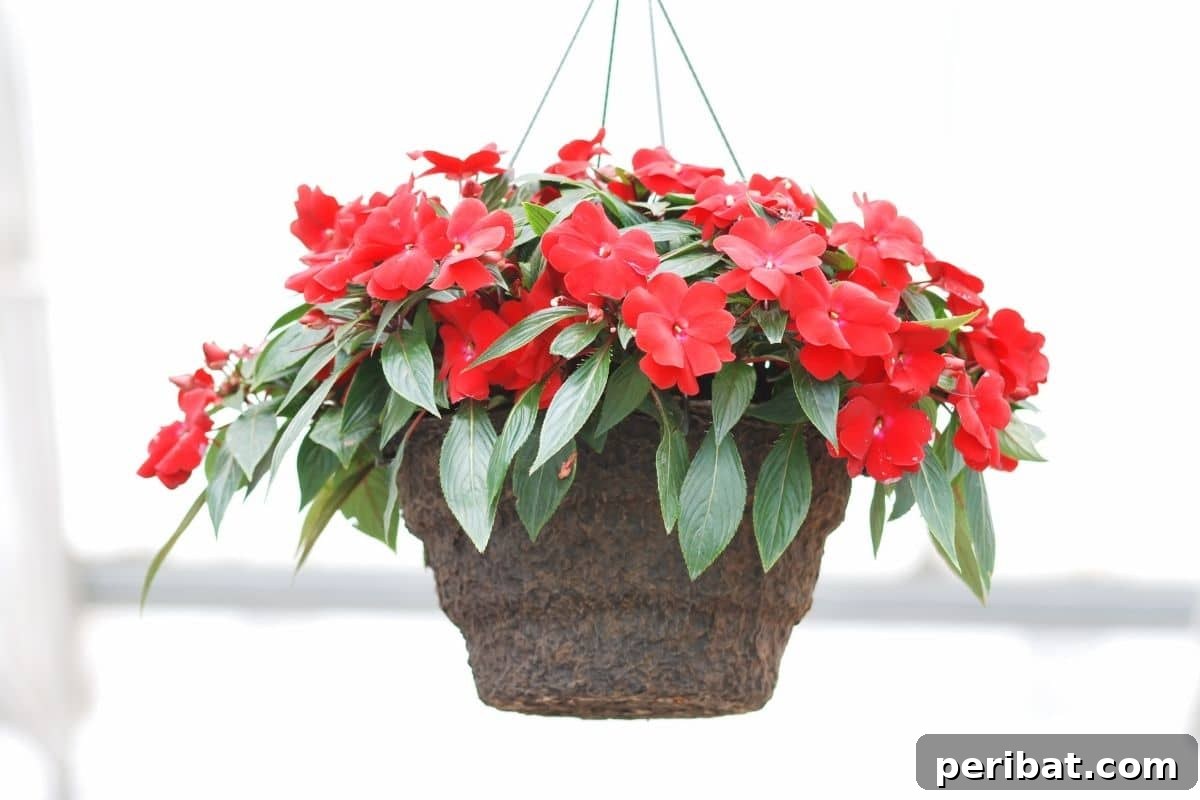 Effortless Blooms for Every Gardener 21 Impatient flowers in a hanging pot indoors