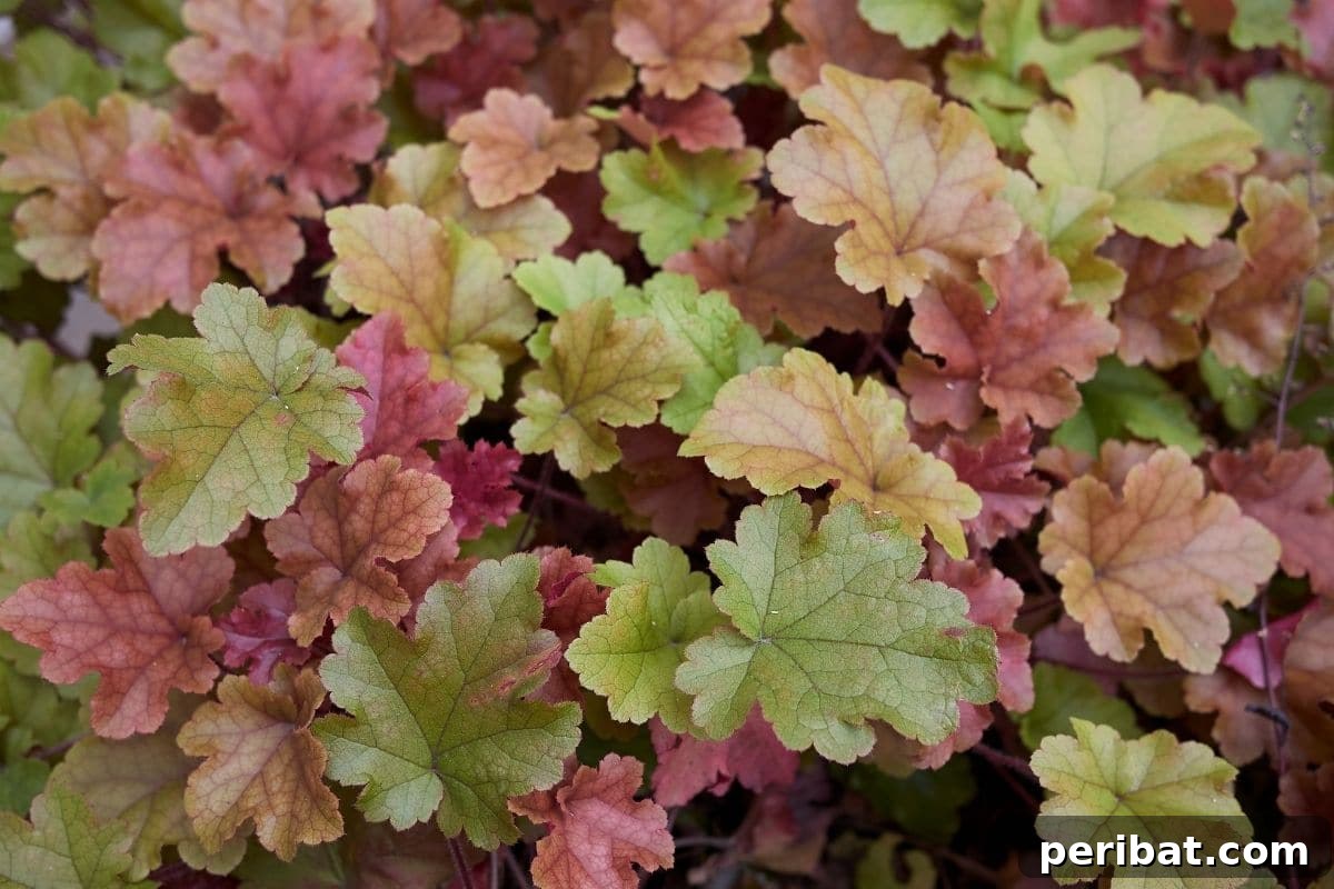 Effortless Blooms for Every Gardener 22 heuchera plant growing in the garden