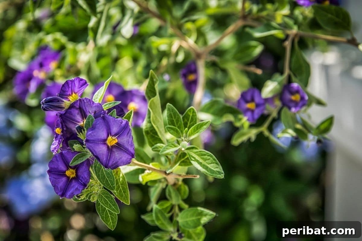 Effortless Blooms for Every Gardener 23 Morning glories flowers in the backyard garden