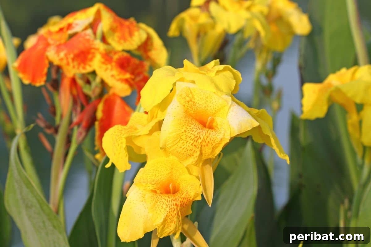 Effortless Blooms for Every Gardener 24 Orange and yellow canna lily under the sun in the garden
