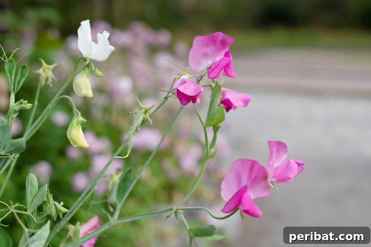 Effortless Blooms for Every Gardener 25 Sweet peas by the hallway