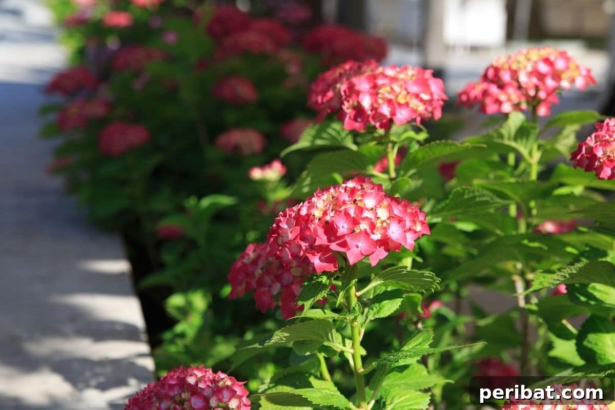 Effortless Blooms for Every Gardener 26 pink hydrangeas by the hallway in the garden