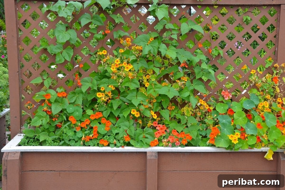 Effortless Blooms for Every Gardener 27 Nasturiums growing in a garden bed with trellis