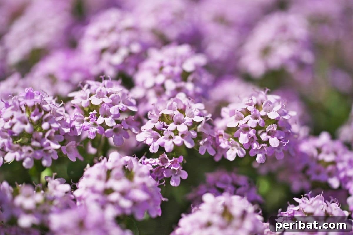 Effortless Blooms for Every Gardener 28 purple creeping thyme field during summer
