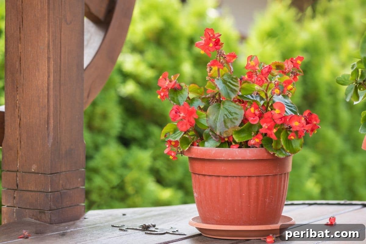 Effortless Blooms for Every Gardener 29 Red euphorbia flower in pot in the backyard garden placed in a table