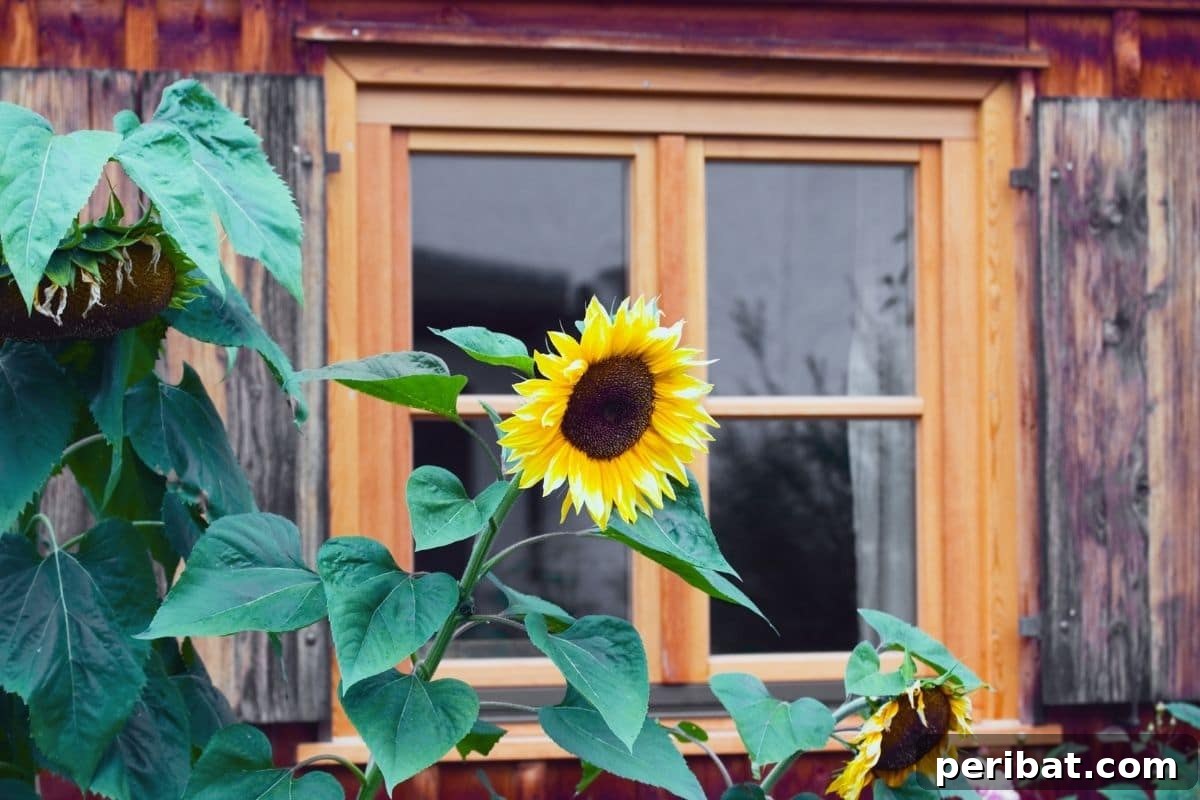 Effortless Blooms for Every Gardener 4 sunflower in the backyard garden by the window