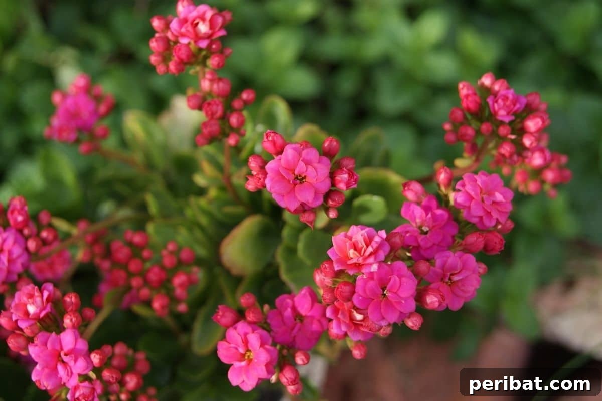 Effortless Blooms for Every Gardener 31 pink kalanchoe in a pot