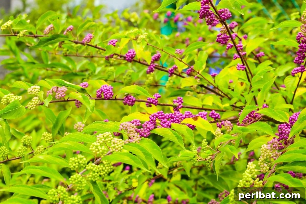 Effortless Blooms for Every Gardener 32 American beautyberry bush in the garden