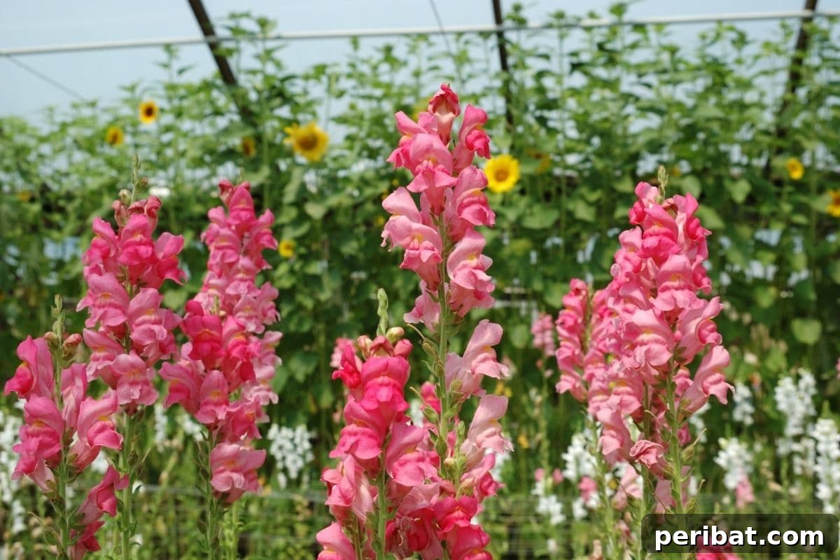 Effortless Blooms for Every Gardener 33 Snapdragon flowers in a greenhouse with other flowers