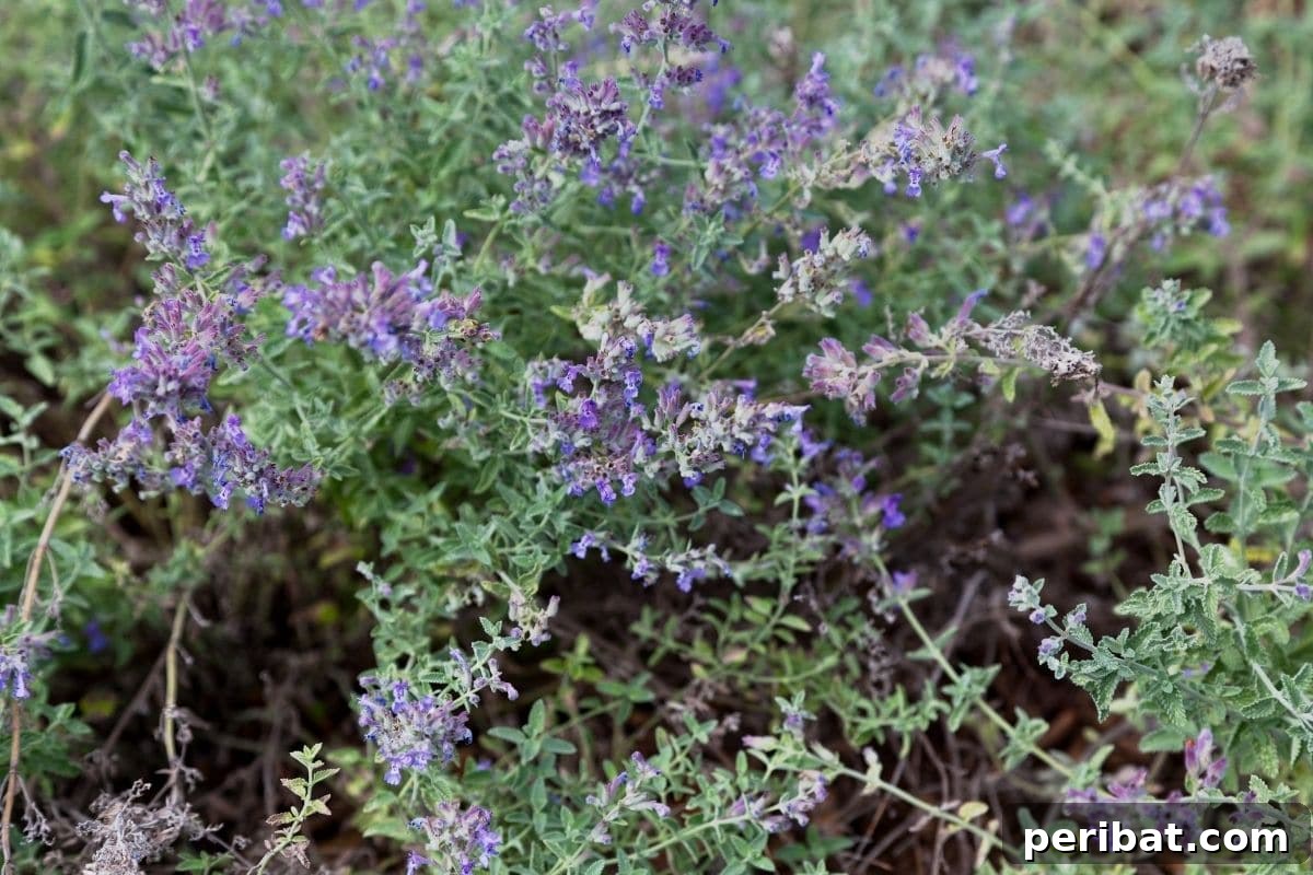 Effortless Blooms for Every Gardener 34 Catmint herb in the garden