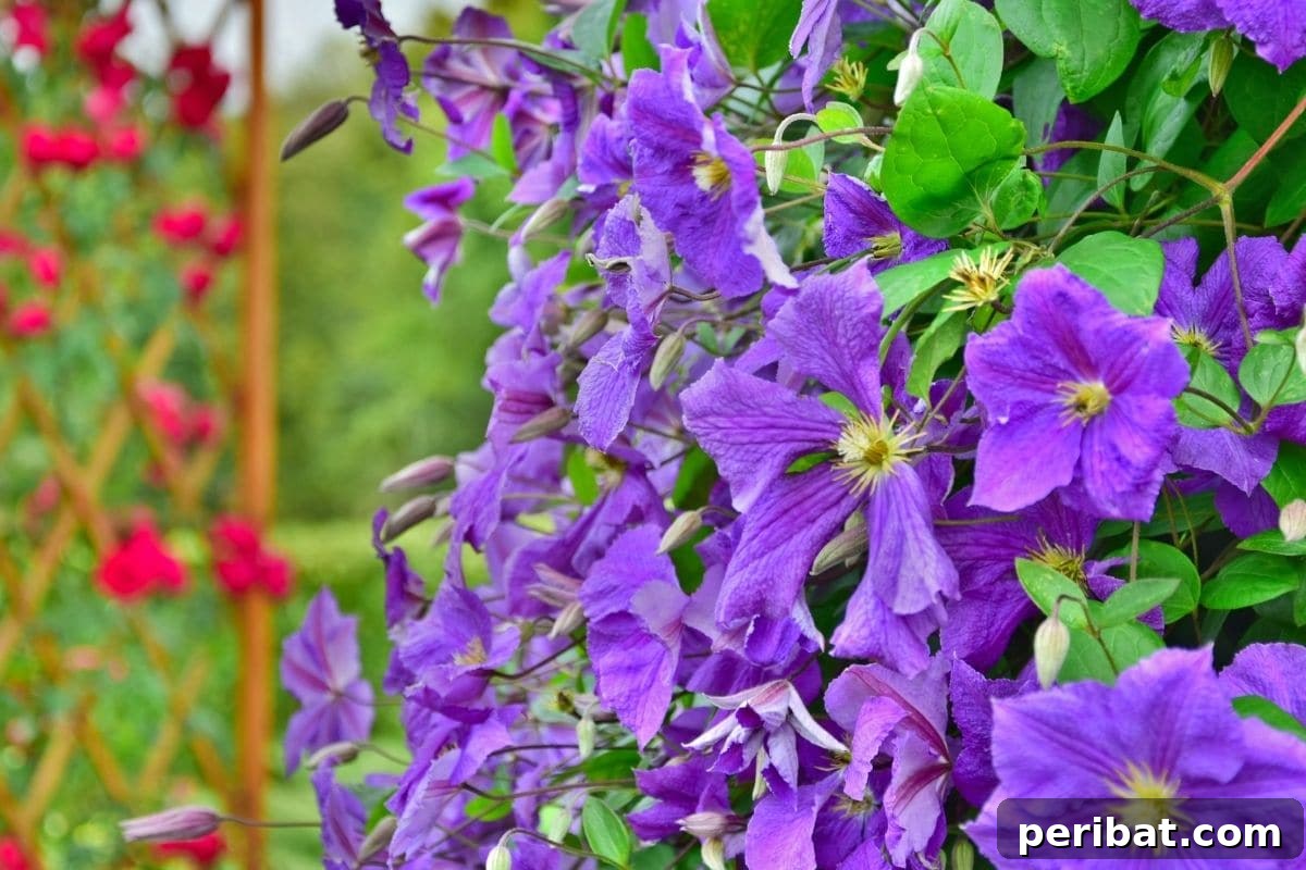 Effortless Blooms for Every Gardener 35 clematis flowers in a trellis in the flower garden