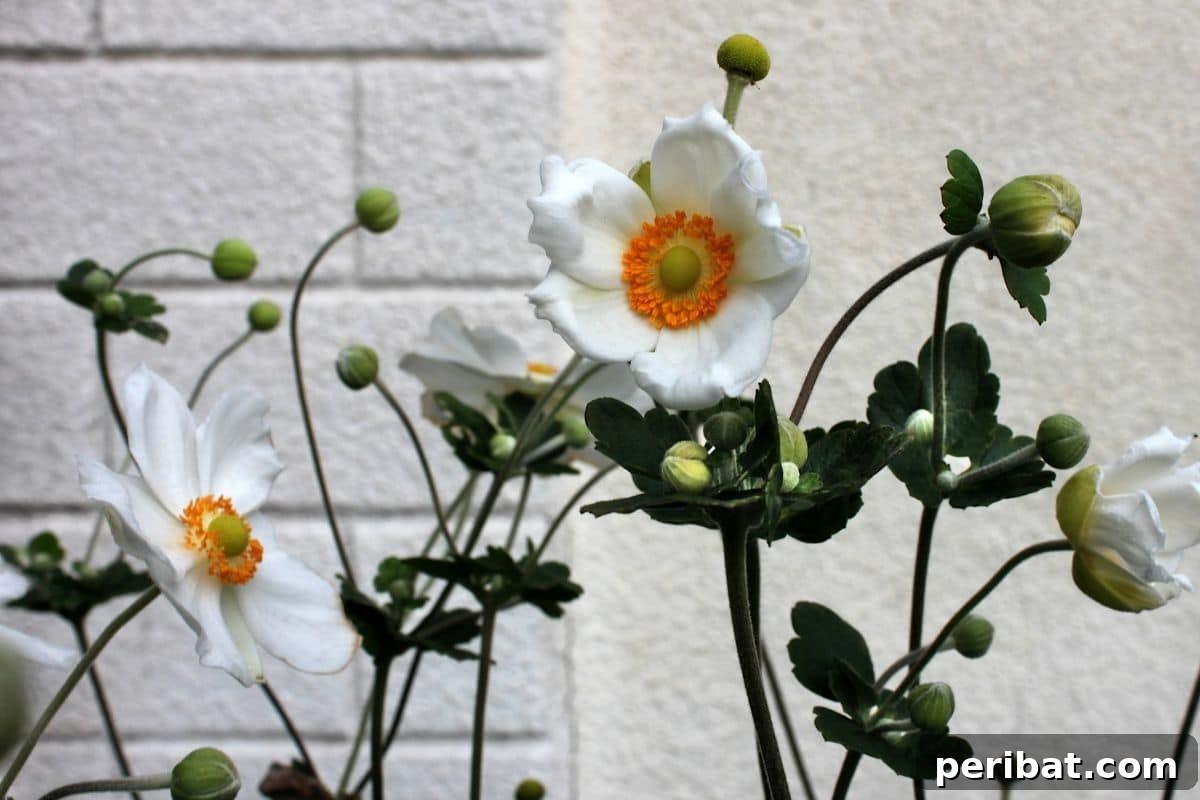 Effortless Blooms for Every Gardener 36 Anemone by the white brick wall