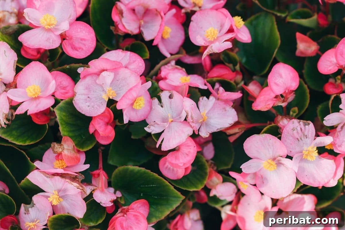 Effortless Blooms for Every Gardener 37 wax begonia flowers in the garden