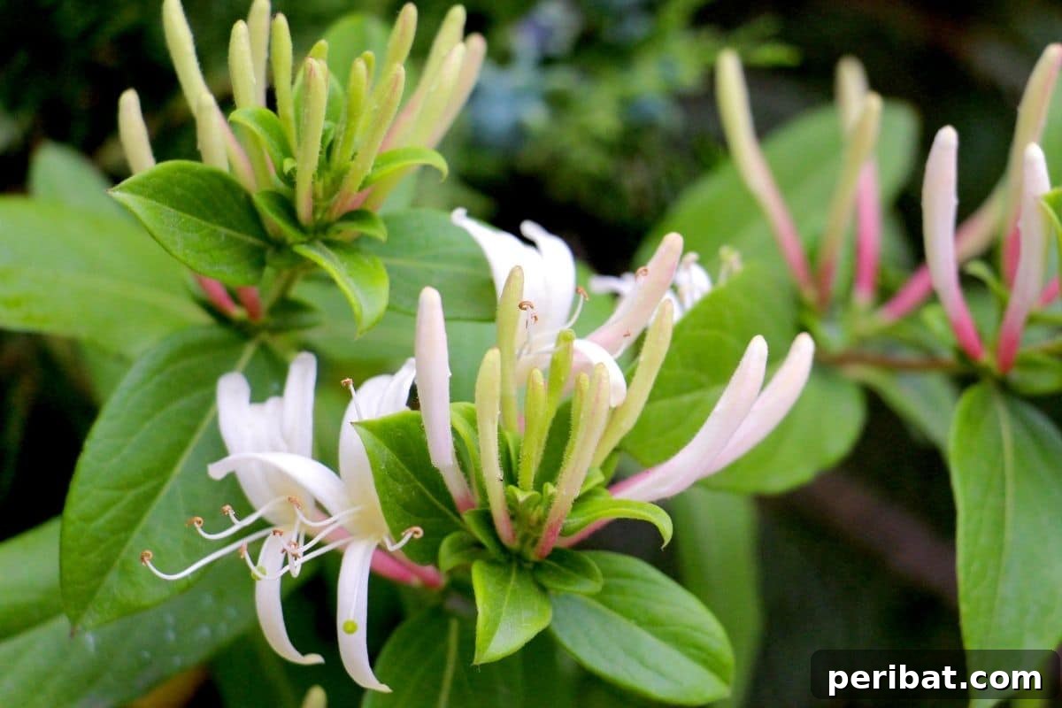 Effortless Blooms for Every Gardener 38 coral honeysuckle in the garden