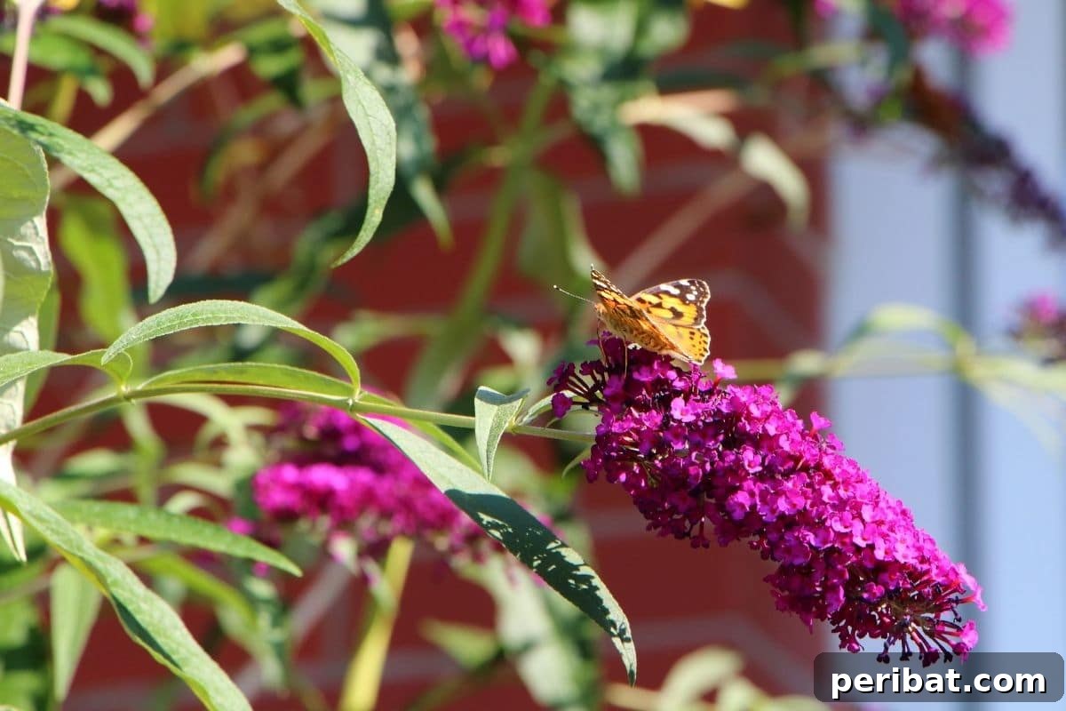 Effortless Blooms for Every Gardener 39 violet butterfly with a butterfly in the backyard garden
