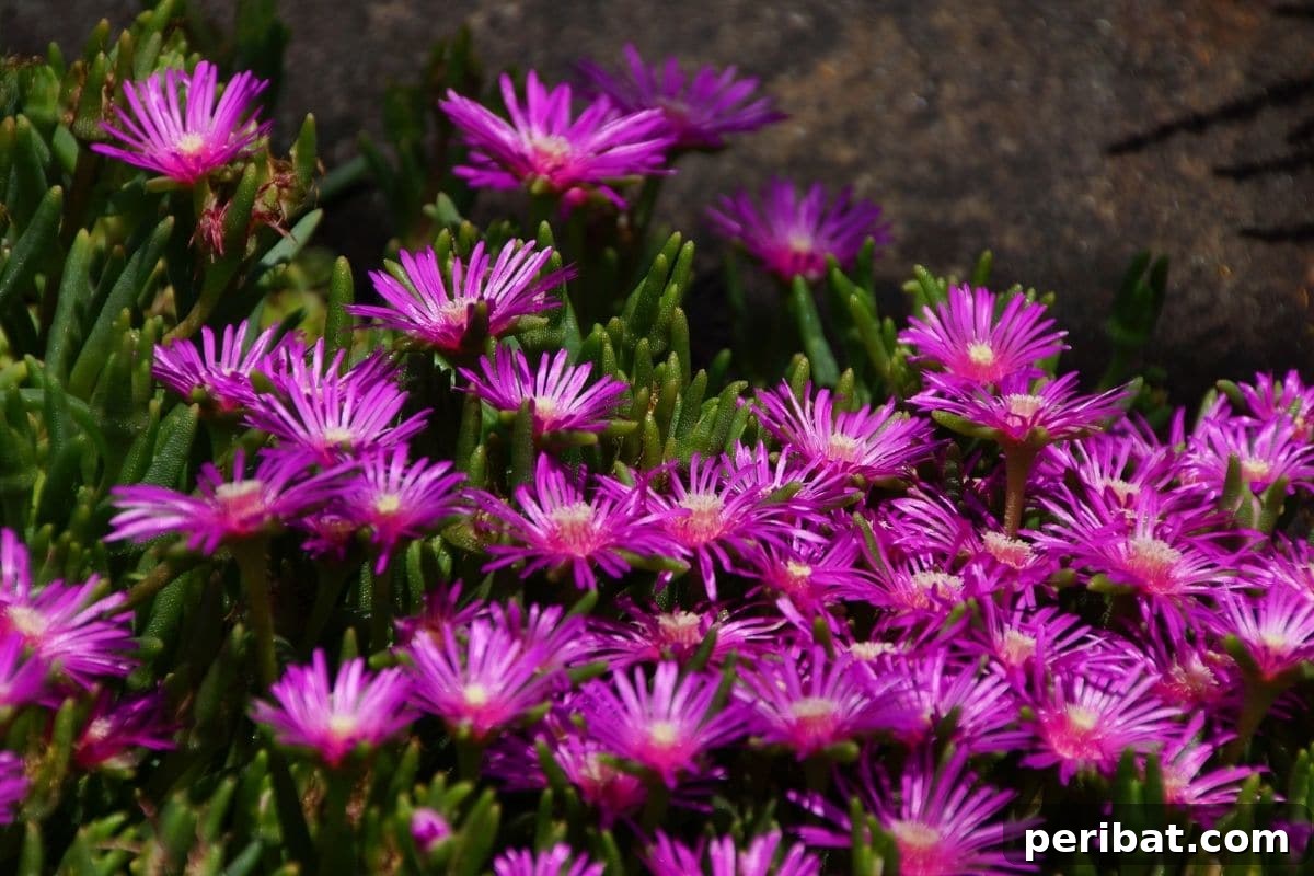 Effortless Blooms for Every Gardener 40 Ice plant flowers blooming outdoors
