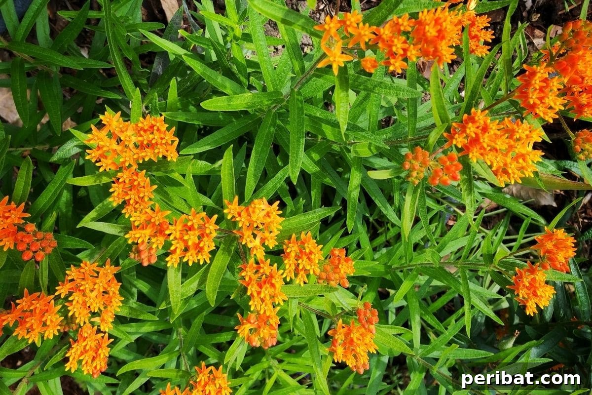 Effortless Blooms for Every Gardener 5 BUtterfly weed with orange flowers and green leaves in the garden