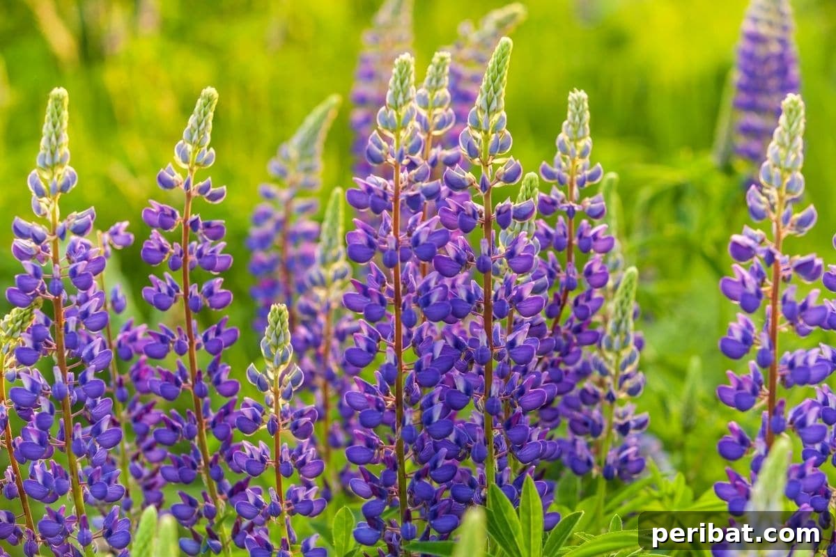 Effortless Blooms for Every Gardener 41 field of lupines flowers under the sun in summer