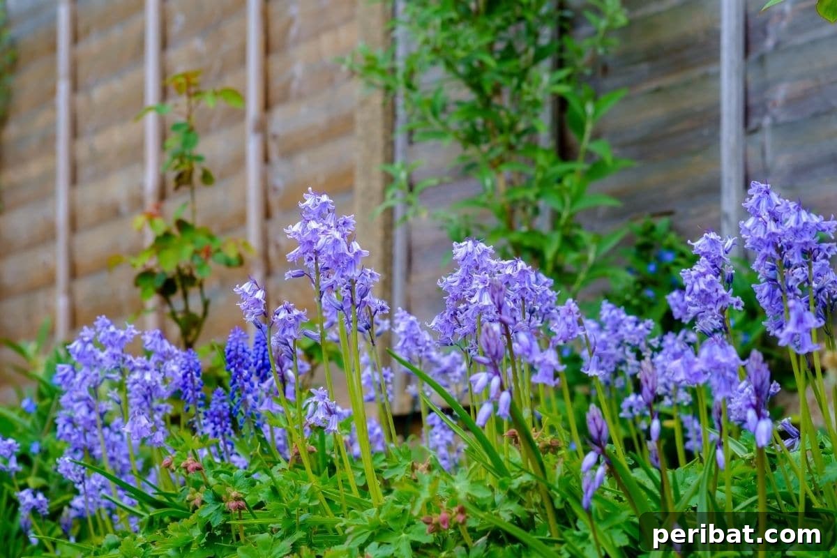 Effortless Blooms for Every Gardener 42 blue bell flowers by the window of a home