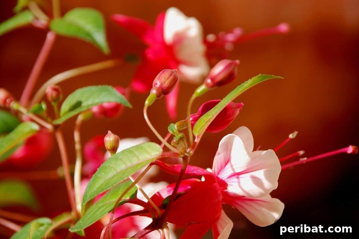 Effortless Blooms for Every Gardener 43 fuschias with droplets in the garden