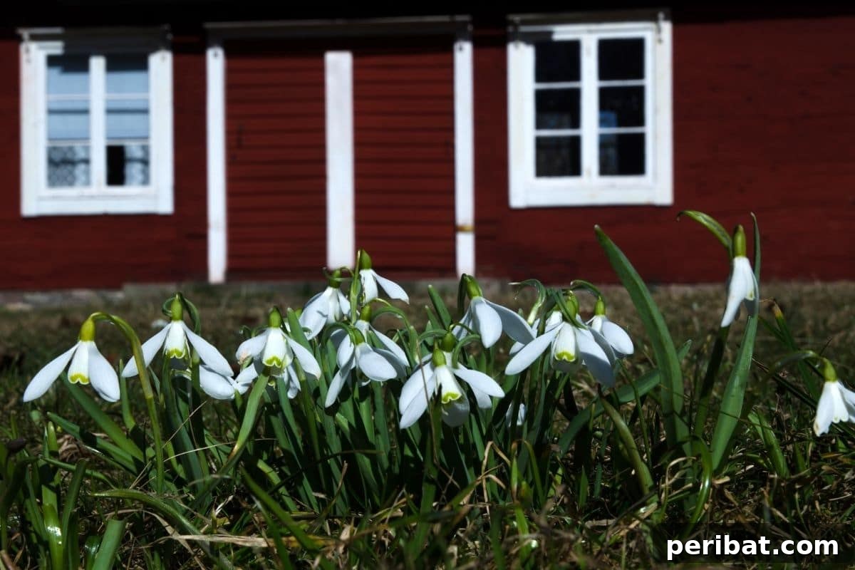 Effortless Blooms for Every Gardener 44 snowdrops flowers in the front yard of a home