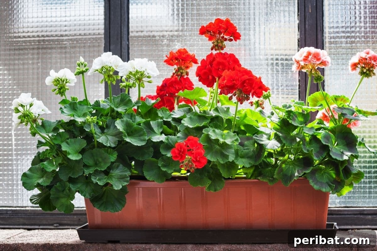 Effortless Blooms for Every Gardener 45 Geranium in a pot by the windowsill with sunlight