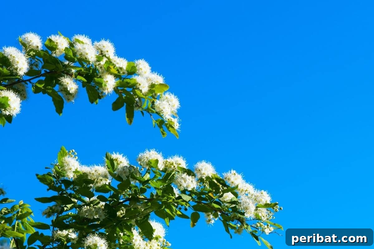 Effortless Blooms for Every Gardener 46 Magic carpet flower against the blue sky