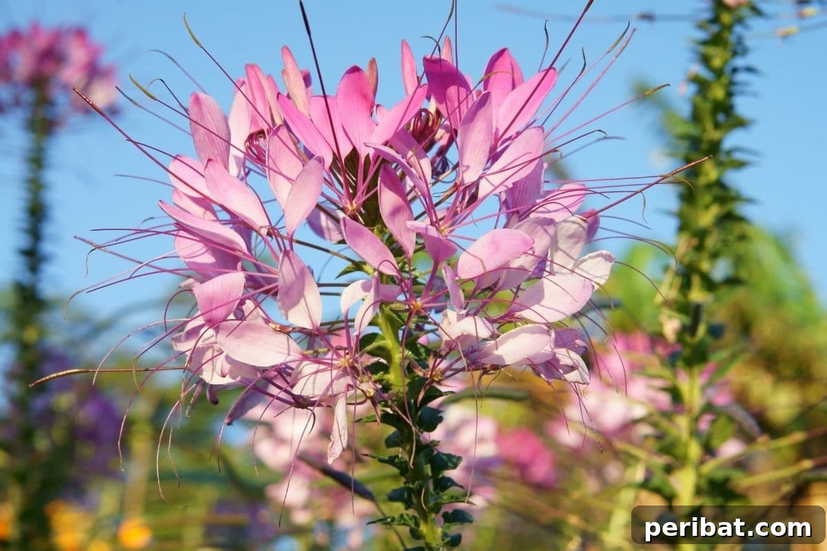 Effortless Blooms for Every Gardener 48 pink spider flowers in the garden