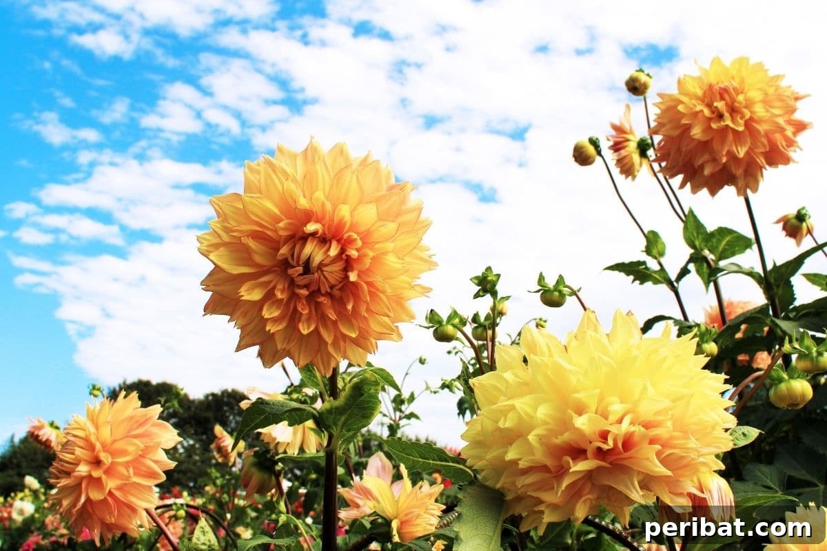 Effortless Blooms for Every Gardener 49 yellow dahlias in a blue sky in the field