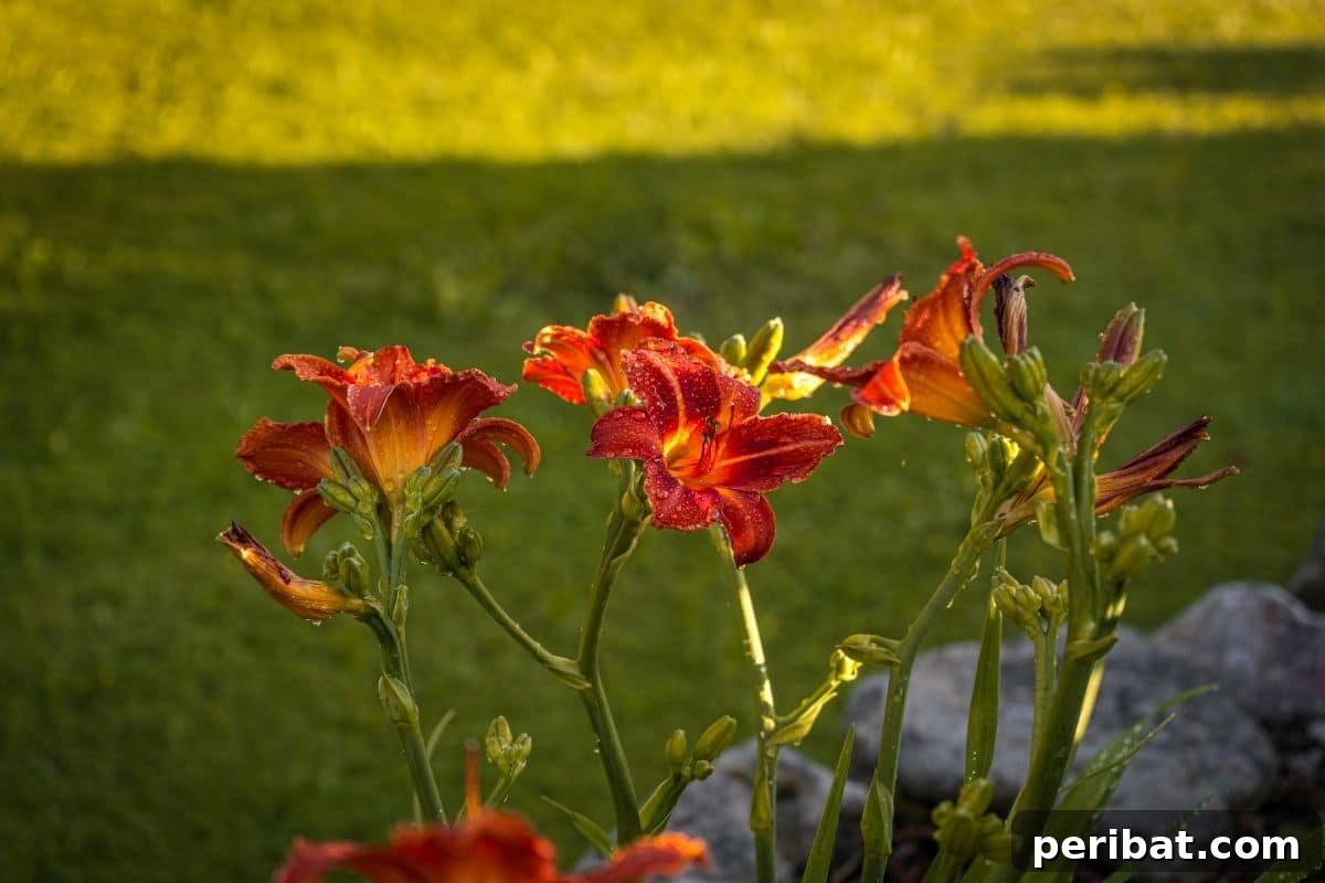 Effortless Blooms for Every Gardener 51 daylilies with raindrops in a shady part of the garden lawn