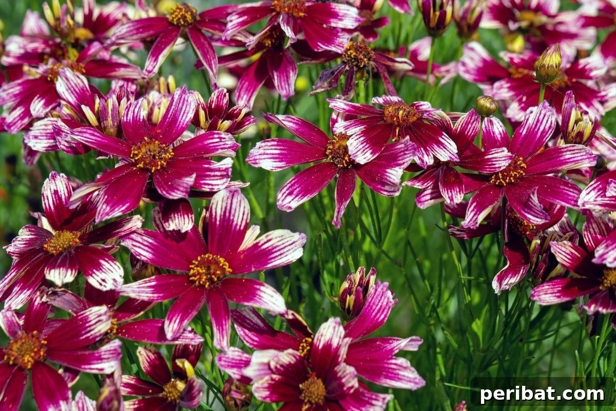 Effortless Blooms for Every Gardener 7 Pink and white colored coreopsis field blooming under the sun