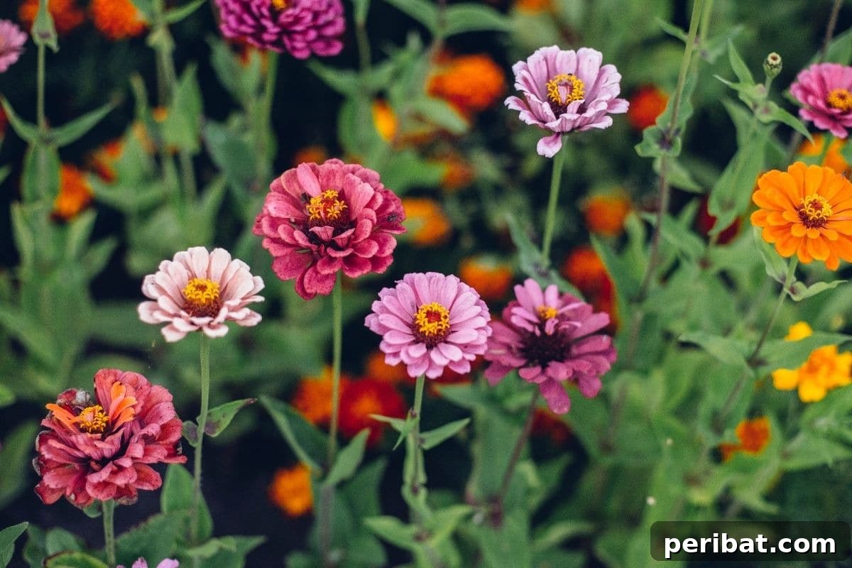 Effortless Blooms for Every Gardener 8 zinnia flowers in the flower garden
