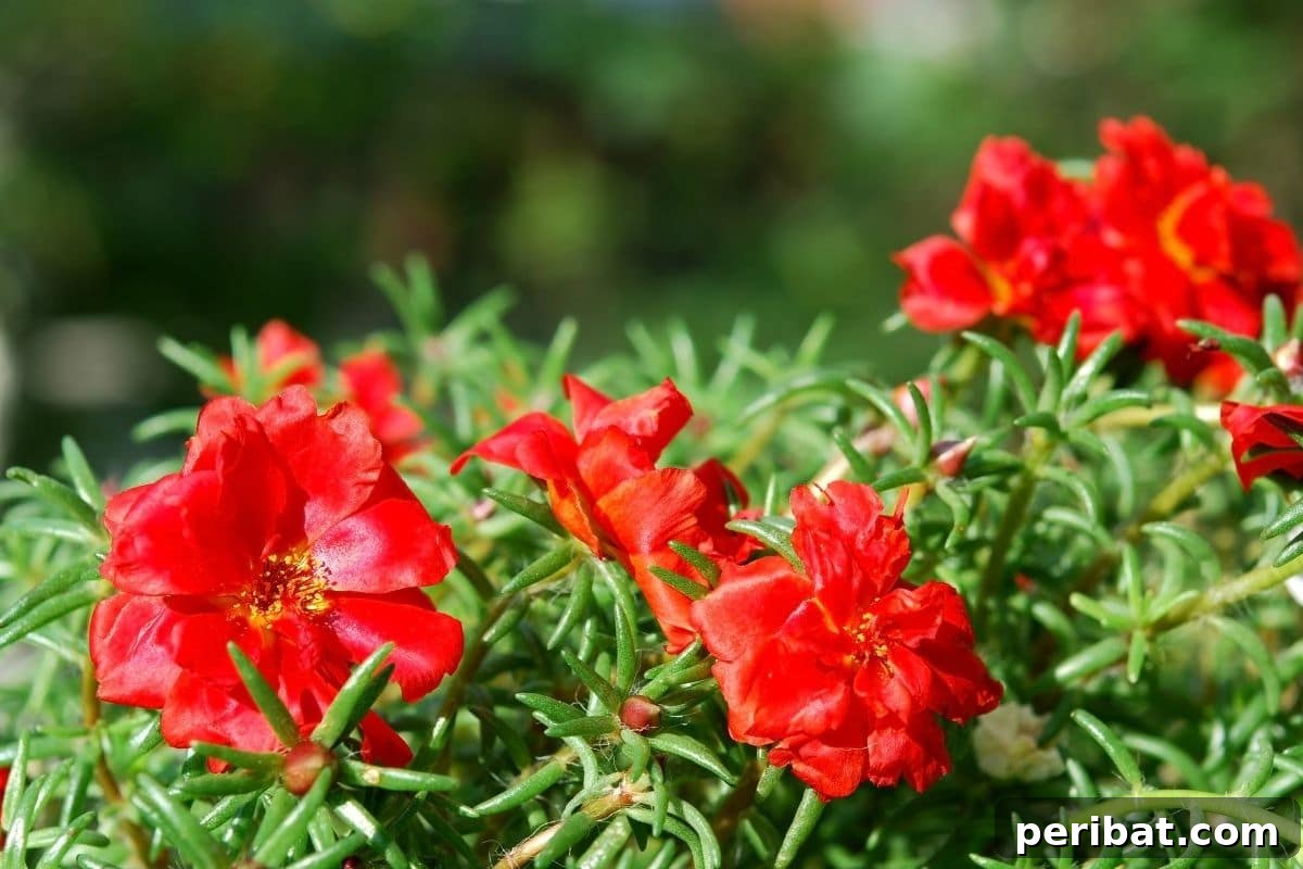 Effortless Blooms for Every Gardener 9 moss rose in the garden