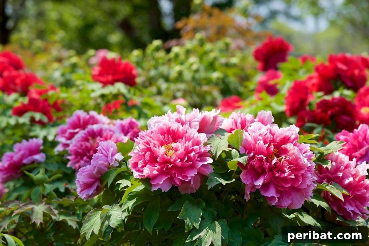 Effortless Blooms for Every Gardener 10 field of peonies in the garden