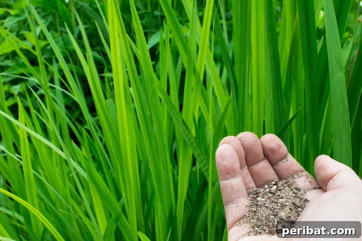 Supercharge Your Garden: DIY Bone Meal for Bumper Harvests 7 bone fertilizer in hands to put to the plants in the garden