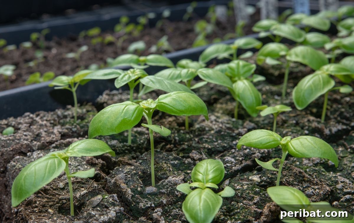 Mastering Soil Blocking for Thriving Indoor Seedlings 2 basil seedlings in soil blocks for starting seeds indoors, demonstrating healthy young plants